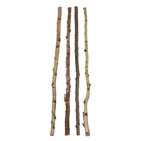 wood birch branch