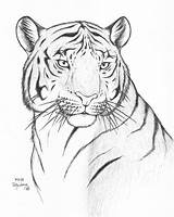 Coloring Pages Tiger sketch template