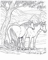 Coloring Pages Horses Adult Horse Coloringpagesforadult Colouring Depending Obtain Effects Various Card Use sketch template