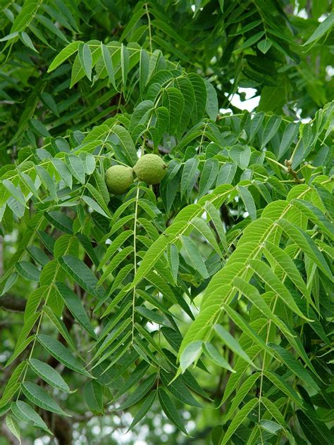 hollies  walnut trees   pennlivecom