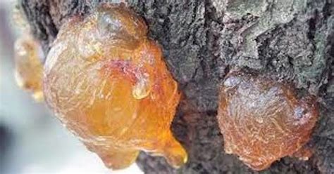 tree resins forgotten natural remedies health wellness sottnet