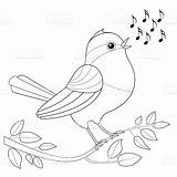 Songbird Singvogel Oiseau Chanteur Coloration Vogel Branch Notas Musicales Colorear Singt Farbton Similares sketch template