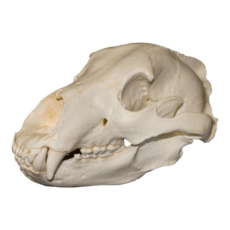 replica teaching quality grizzly bear skull    sale skulls unlimited international