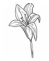 Lilies sketch template
