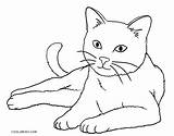 Katze Ausmalbilder Ausmalbild Katz Ausdrucken Malvorlagen sketch template