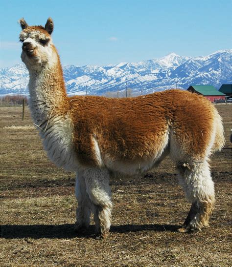 alpaca overview alpaca nutrition  pregnancy