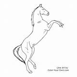 Horse Rearing Teke Coloring Pages Line Akhal Color Drawings Horses Outline Own Visit Draw Animal Choose Board Lines Printable sketch template