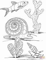 Snail Marino Alghe Mollusco Mollusks Mollusc Caracol Animal Lumaca Stampare Supercoloring sketch template