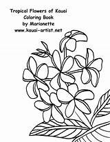Coloring Kauai Tropical Flowers Book Instant Diy Request Something Order Custom Made Just 1500px 1153 02kb sketch template