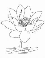 Coloring Flower Lotus India National Pages sketch template