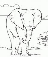 Coloring Pages Elephant African Printable Animal Animals Color Kids Realistic Outline Colouring Books Print Colour Head Amazing Drawings Draw Adults sketch template
