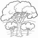 Coloring Tree Forest Oak Pages Trees Color sketch template