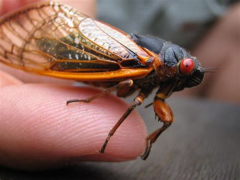 cicada crises expected  ballparks ballpark digest