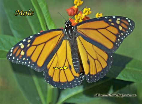 Female Or Male Monarch Butterfly See The Differences