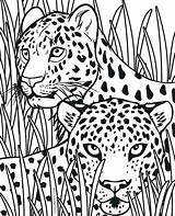 Cheetah Coloring Pages Realistic Animal Cub King Cheetahs Print Tribal Color Getcolorings Kids Printable Sheets Pic Cubs Family Wild Colori sketch template