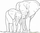 Elephant Coloringpages101 Elephants Tiere sketch template