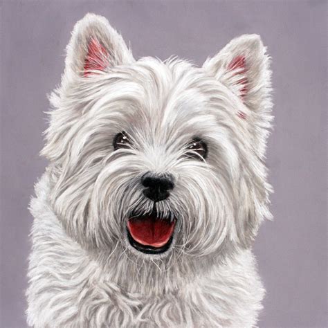 westie time sarahs pet portraits