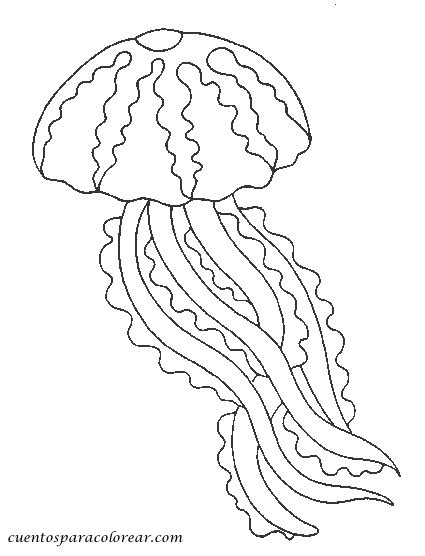 jellyfish animals  printable coloring pages
