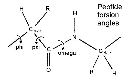 peptide torsion angles  secondary structure