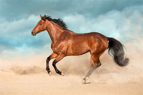 horse  desert stock photo image  mane horses motion