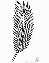 Palm Coloring Leaf Tree Branch Clipart Template Drawing Kids Line Getdrawings Library Popular sketch template