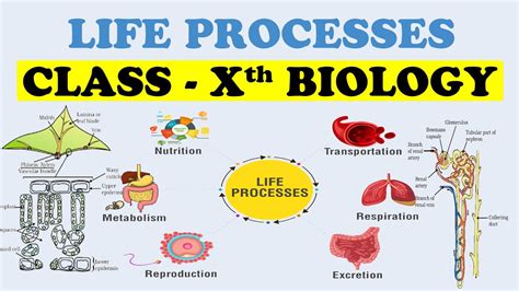 life processes biology cbse class  ekshiksha bankhomecom