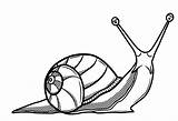 Snail Drawing Drawings Line Snails Coloring Shell Clipart Pages Simple Cliparts Realistic Sea Clip Template Az Shells Illustrations Land Printable sketch template