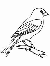 Mockingbird Bird Canary Outline Coloring Pages Drawing Tree Branch Perched Color Drawings Print Birds Printable Mocking Easy Sketch Colouring Template sketch template