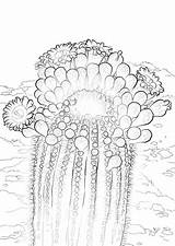 Cactus Saguaro Coloring Blossom Pages Blossoms Color Idaho Printable Drawing Arizona Flower Categories Getcolorings State Online sketch template