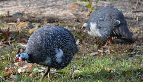 guinea fowl  great   wouldnt    sufficient culture
