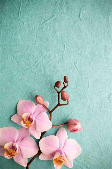 pink orchid wallpaper iphone pink wallpaper iphone orchid wallpaper pink orchid wallpaper