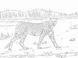 Gepard sketch template