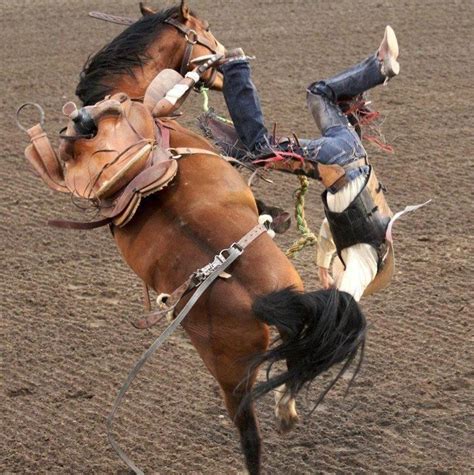 1000 images about saddle bronc riding ranch bronc riding on pinterest