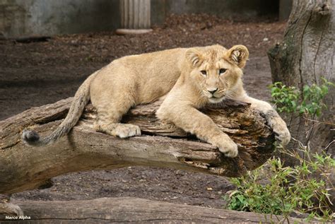 marco alpha fotografie aziatische leeuwen