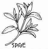 Plant Salvia Sketches Tomillo Mewarna Smudging Colouring Daun Medicinal Rituelen Rosemary Sayur Sayuran sketch template