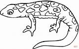 Salamandra Colorir Salamander Kolorowanka Salamandras Kolorowanki Salamanders sketch template