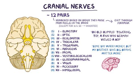cranial nerves mnemonics cranial nerves mnemonic cranial nerves