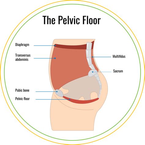 Womens Health The Pelvic Floor And Incontinence Phyxit Physio And