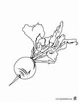 Radis Coloriage Verduras Rabano Colorir Beterraba Imprimer Beetroot Legumes Colorier Hortalizas Hellokids Rábano Legume Hortaliza sketch template