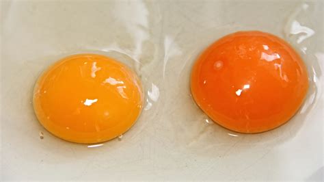 color   eggs yolk  speak volumes