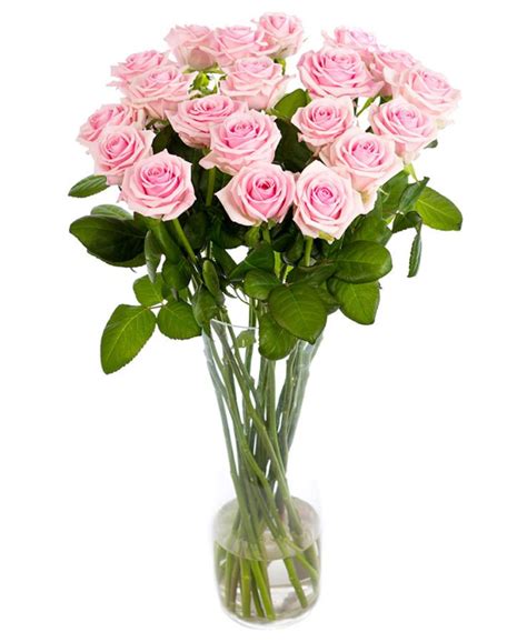 soft pink long stemmed roses