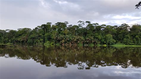 hình ảnh miễn phí rừng mưa nhiệt đới phản ánh bờ sông nước cây