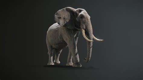 african elephant pbr  poly buy royalty   model  cesar