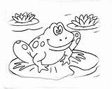 Sapo Broasca Colorat Desene Planse Colorir Frog Imprimir Broaste Cu Amfibieni Sapos Buscando Educative Desenat Trafic Cheie Cuvinte Pintarcolorear sketch template