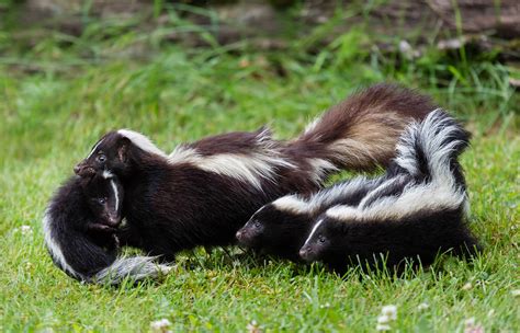 striped skunk san diego zoo animals plants