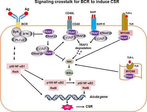 frontiers   signaling crosstalk   cell receptor bcr   receptors regulates