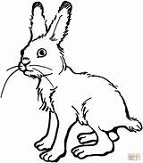 Hase Ausmalbilder Hasen Ausmalbild Ausdrucken Kostenlos Ausmalen Rabbit Malvorlagen Malvorlage Kaninchen Coloriage Colorare Lepre Haas Vorlage Liebre Lapin Liebres Vorlagen sketch template