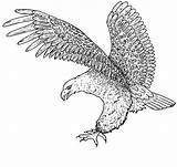 Adler Ausmalbilder Drucken sketch template