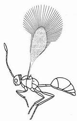 Leafhopper Designlooter Hyménoptères sketch template