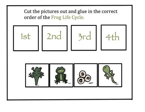 preschool printables frog life cycle frog life frog life cycle